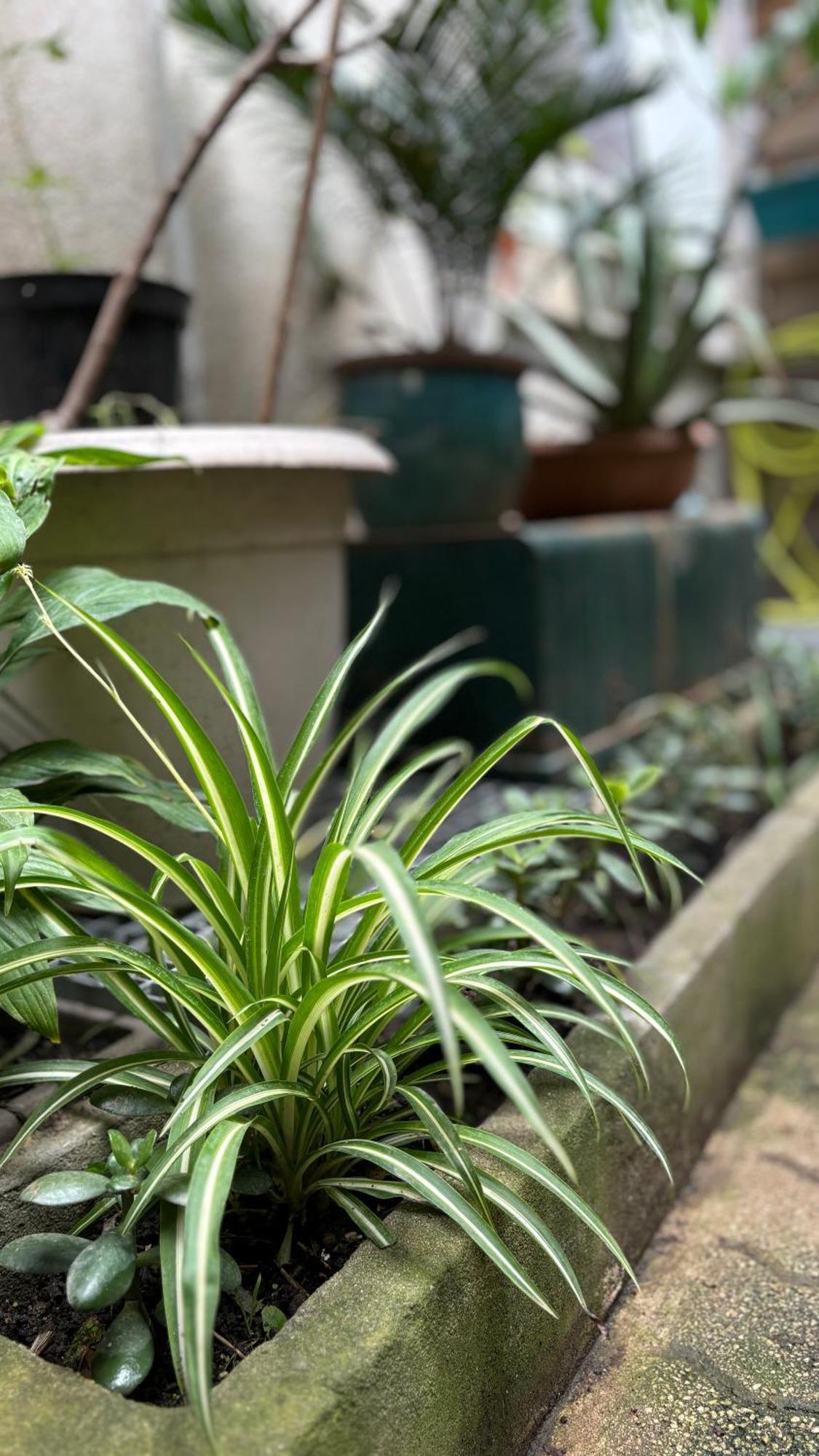 Appartement - Proche Croisette Avec Jardin Cannes