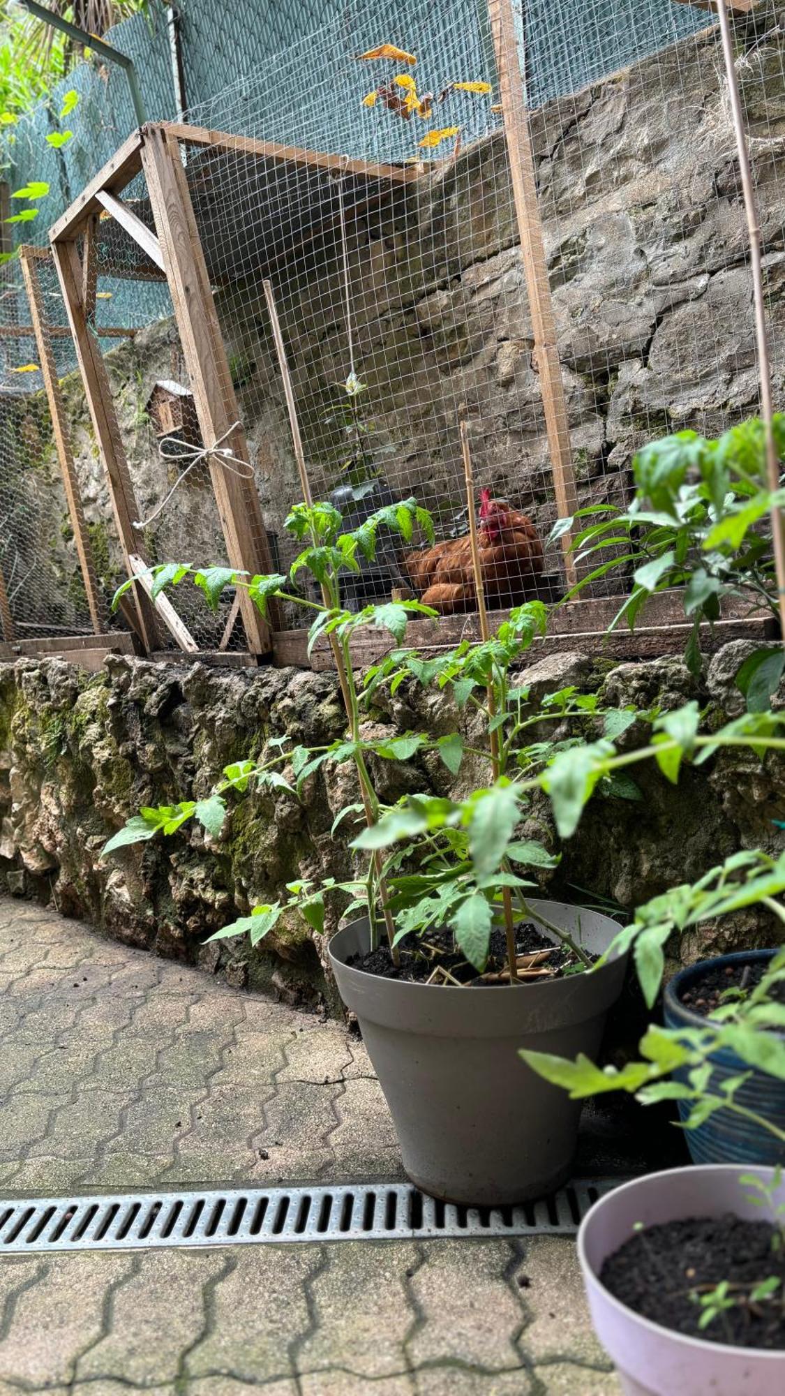- Proche Croisette Avec Jardin Apartment *